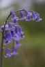 © Peter Robinson  <em>Bluebells near Settle</em>