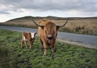 © John Bentley  <em>Highland Cattle, Malham Moor</em>