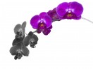 © Gill Pinkerton  <em>Orchid</em>