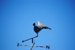 © Jeanette Davidson  <em>birds</em>