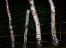© Margaret Smith  <em>Light Wood Dark wood</em>