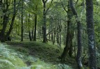 © Sue Best  <em>Woodland</em>