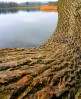 © John Lockwood  <em>WaterheadTree</em>