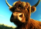 © John Lockwood  <em>HighlandSnout</em>