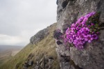 © Margaret Smith  <em>Saxifrage Pen-y-ghent 17mm</em>