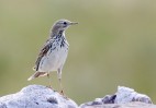 © David Crutchley  <em>Meadow Pipiy</em>