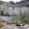 © Ian Hughes  <em>Rock plants</em>