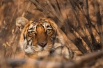 © Chris Chandler  <em>Tiger, Ranthambore</em>