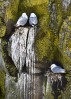 © Chris Chandler  <em>Kittiwake Decor</em>