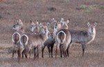 © Christine Flitcroft  <em>Waterbuck on Guard</em>