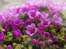 © Gill Pinkerton  <em>Purple Saxifrage</em>