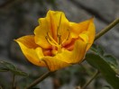 © Gill Pinkerton  <em>Fremontodendron - Tequila Sunris</em>