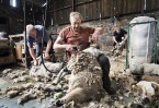 © John Bentley  <em>Shearing at Hoggarths Farm</em>