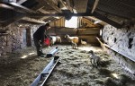 © John Bentley  <em>Lambing at Hoggarths Farm</em>