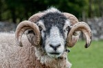 © Malcolm Walker  <em>Swaledale Tup</em>