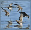 © Chris Chandler  <em>Delta Dowitchers</em>