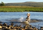 © Elaine Ward  <em>Dog Rising</em>