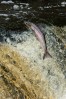 © Ian Hughes  <em>Moving Upstream</em>