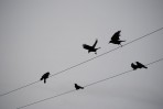© Jeanette Davidson  <em>flight</em>