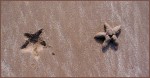 © Paul Underhill  <em>Star quality</em>