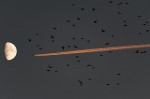 © Rod Smith  <em>Fly me to the Moon</em>