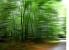 © Chris Yates  <em>moving trees</em>