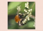 © David Crutchley  <em>Bee</em>