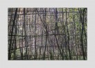 © David Crutchley  <em>Stems</em>