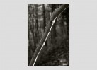 © David Crutchley  <em>Trunk</em>