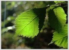 © David Crutchley  <em>Leaf</em>
