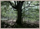 © David Crutchley  <em>Tree</em>