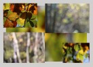 © David Crutchley  <em>A Fresh Focus</em>