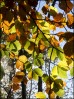 © Gill Pinkerton  <em>Backlit leaves</em>
