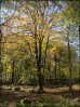 © Gill Pinkerton  <em>Single Tree</em>