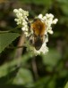 © Gill Pinkerton  <em>Bee</em>
