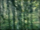© Gill Pinkerton  <em>Extruded trees</em>