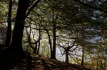 © Harry Pinkerton  <em>Trees in Grass Wood_2</em>
