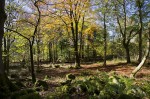 © Harry Pinkerton  <em>Trees in Grass Wood_3</em>
