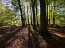 © Harry Pinkerton  <em>Trees in Grass Wood_4</em>