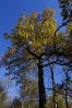 © Harry Pinkerton  <em>Trees in Grass Wood_5</em>