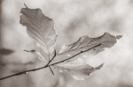 © Ian Hughes  <em>Beech Leaves</em>