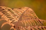 © Ian Hughes  <em>Fly</em>