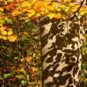 © Ian Hughes  <em>Shadowy Beech</em>