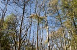 © Margaret Smith  <em>Looking Up</em>