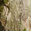 © Margaret Smith  <em>Tree Rings</em>