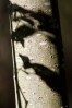© Margaret Smith  <em>Leaf Shadow</em>