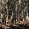 © Rod Smith  <em>Grass Wood 1</em>