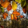 © Rod Smith  <em>Grass Wood 3</em>
