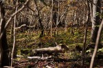 © Rod Smith  <em>Grass Wood 6</em>