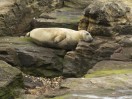 © Andy Best  <em>Afternoon nap</em>
